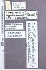 Etikett zu Melanoxanthus indicus (Schimmel, 2004)